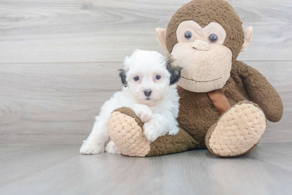 Teddy Bear Pup Being Cute