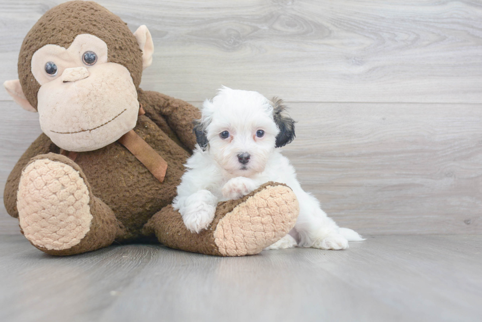 Teddy Bear Pup Being Cute