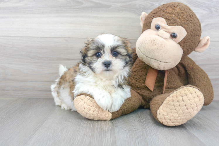 Teddy Bear Pup Being Cute