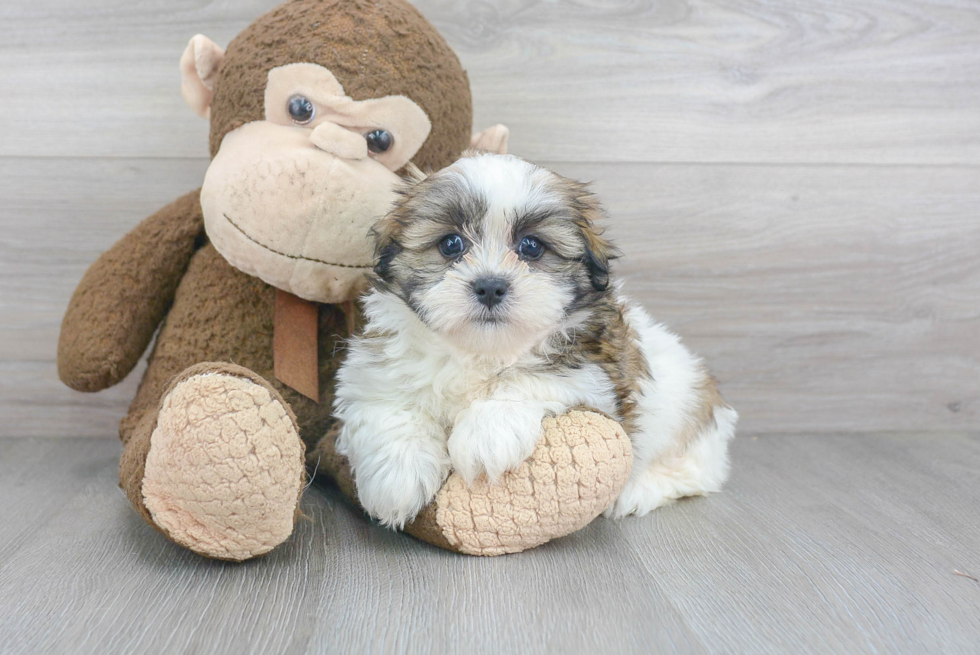 Friendly Teddy Bear Baby