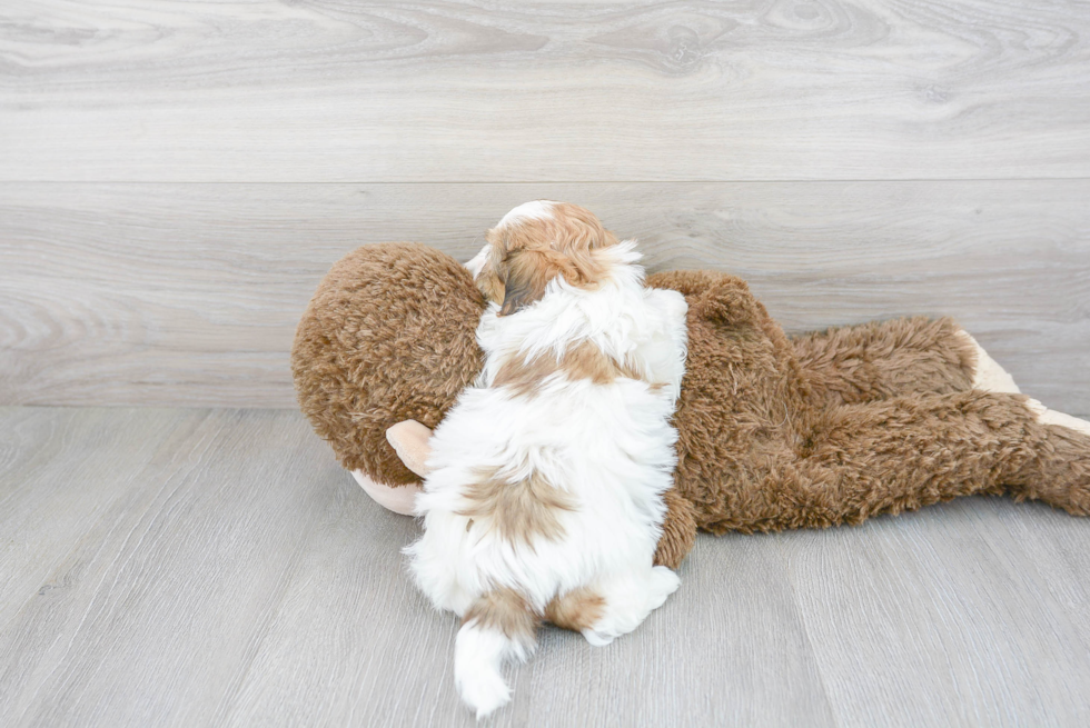 Teddy Bear Pup Being Cute