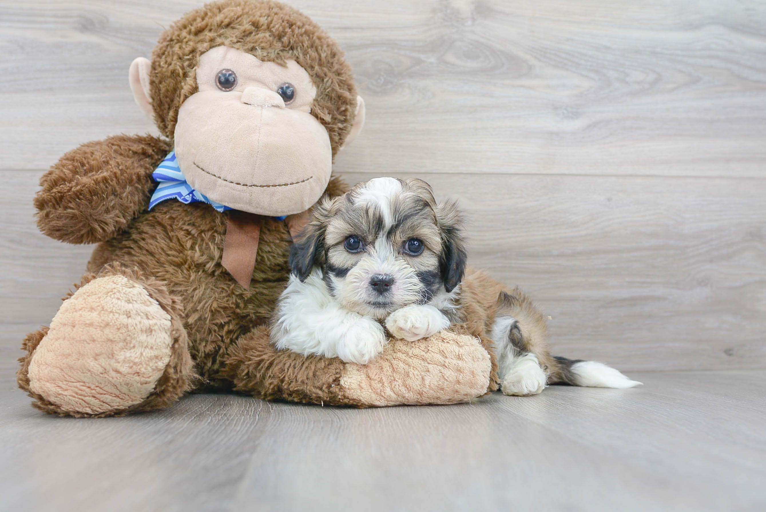 Small Teddy Bear Baby