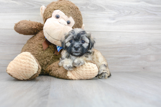 Fluffy Teddy Bear Designer Pup