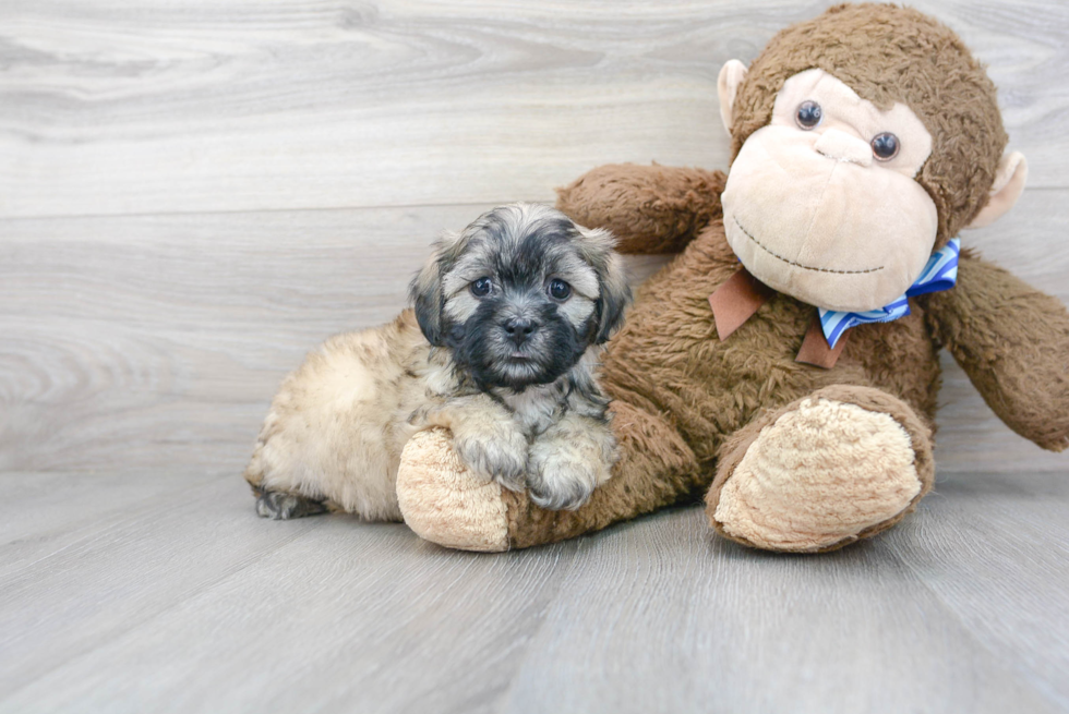 Playful Shichon Designer Puppy