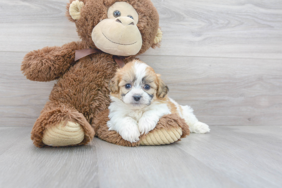 Funny Teddy Bear Designer Pup