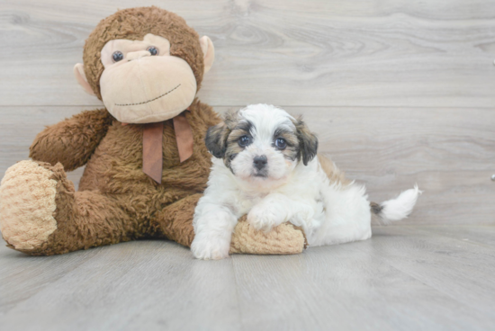 Teddy Bear Pup Being Cute