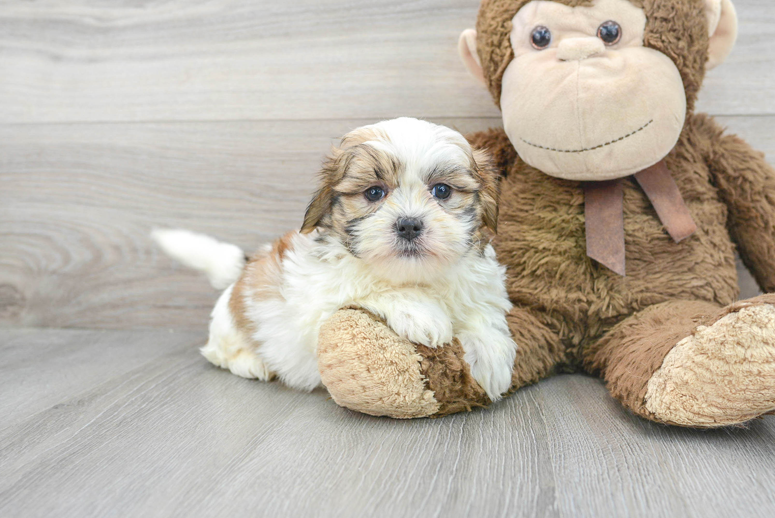 Teddy Bear Puppy for Adoption