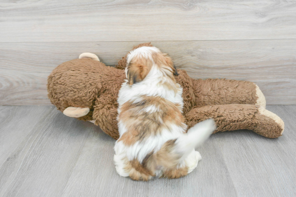 Teddy Bear Pup Being Cute