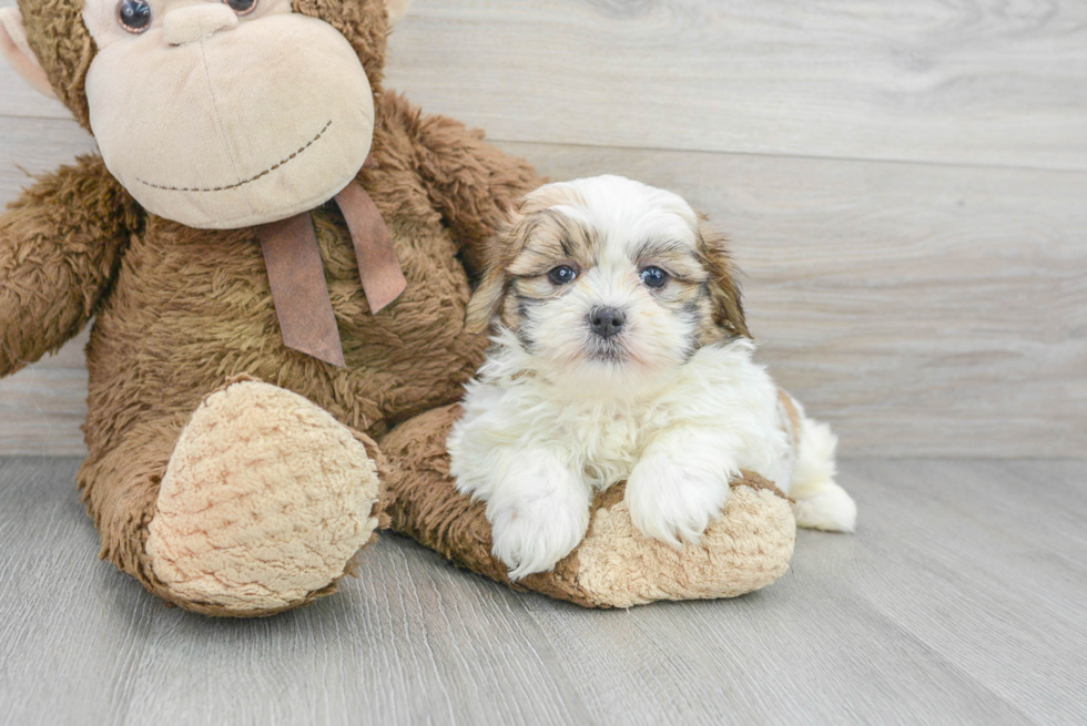 Best Teddy Bear Baby