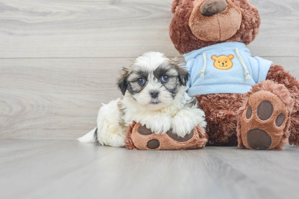 Teddy Bear Puppy for Adoption