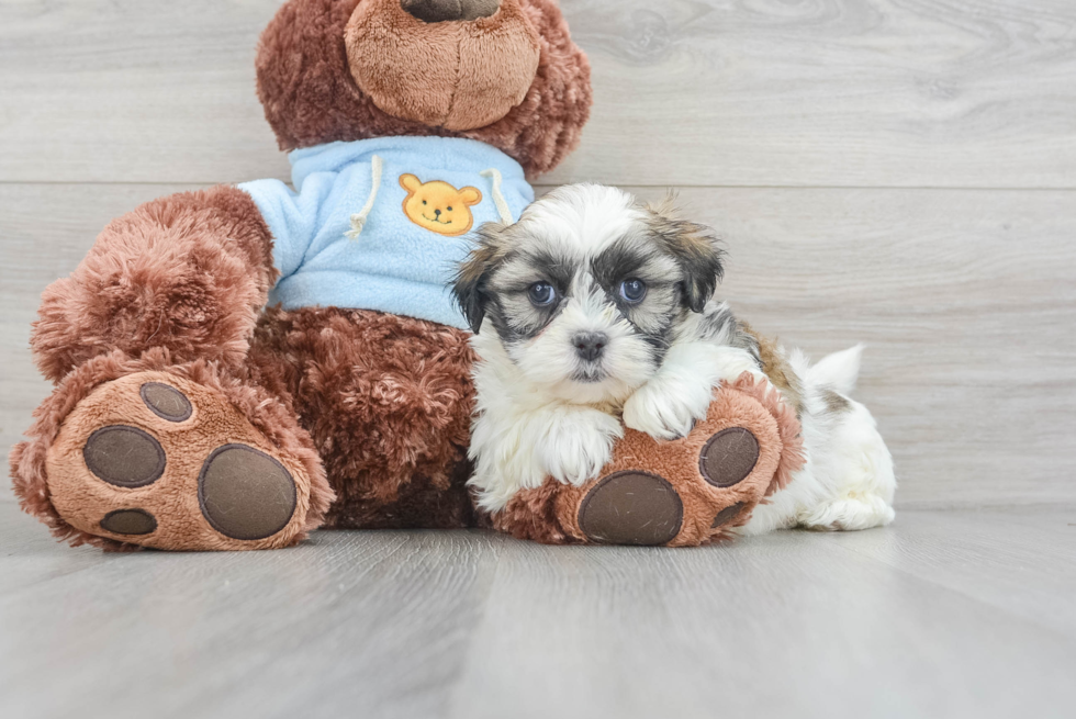 Smart Teddy Bear Designer Pup