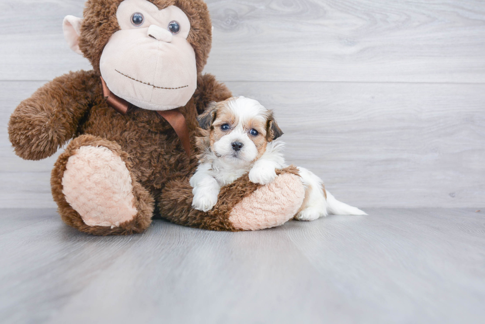 Teddy Bear Pup Being Cute