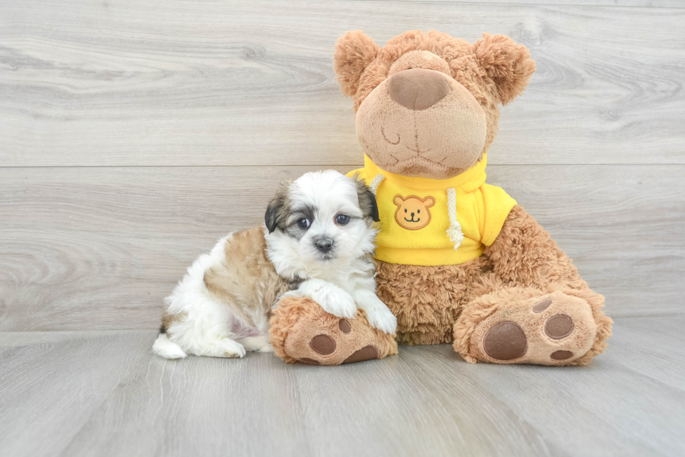 Popular Teddy Bear Designer Pup