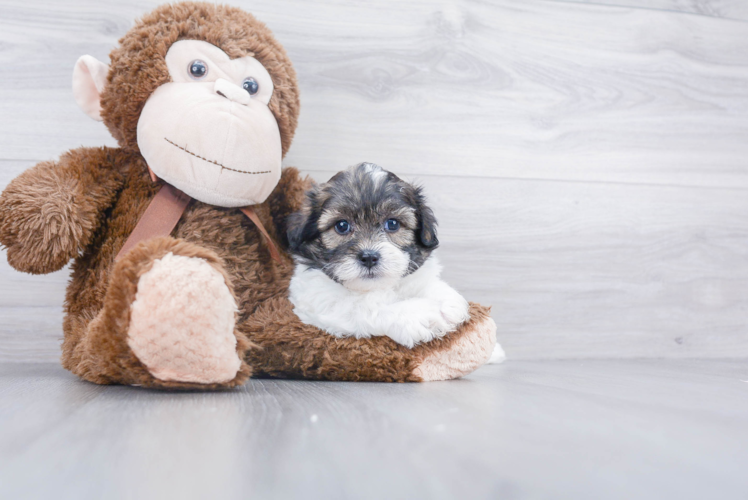 Teddy Bear Pup Being Cute