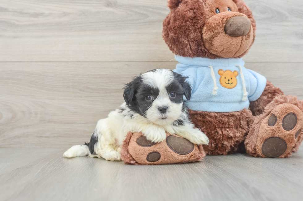 7 week old Teddy Bear Puppy For Sale - Premier Pups