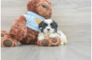 Popular Teddy Bear Designer Pup