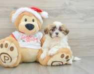 7 week old Teddy Bear Puppy For Sale - Premier Pups