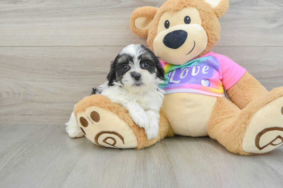 6 week old Teddy Bear Puppy For Sale - Premier Pups