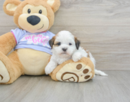 6 week old Teddy Bear Puppy For Sale - Premier Pups