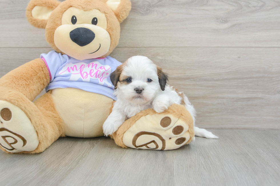 6 week old Teddy Bear Puppy For Sale - Premier Pups