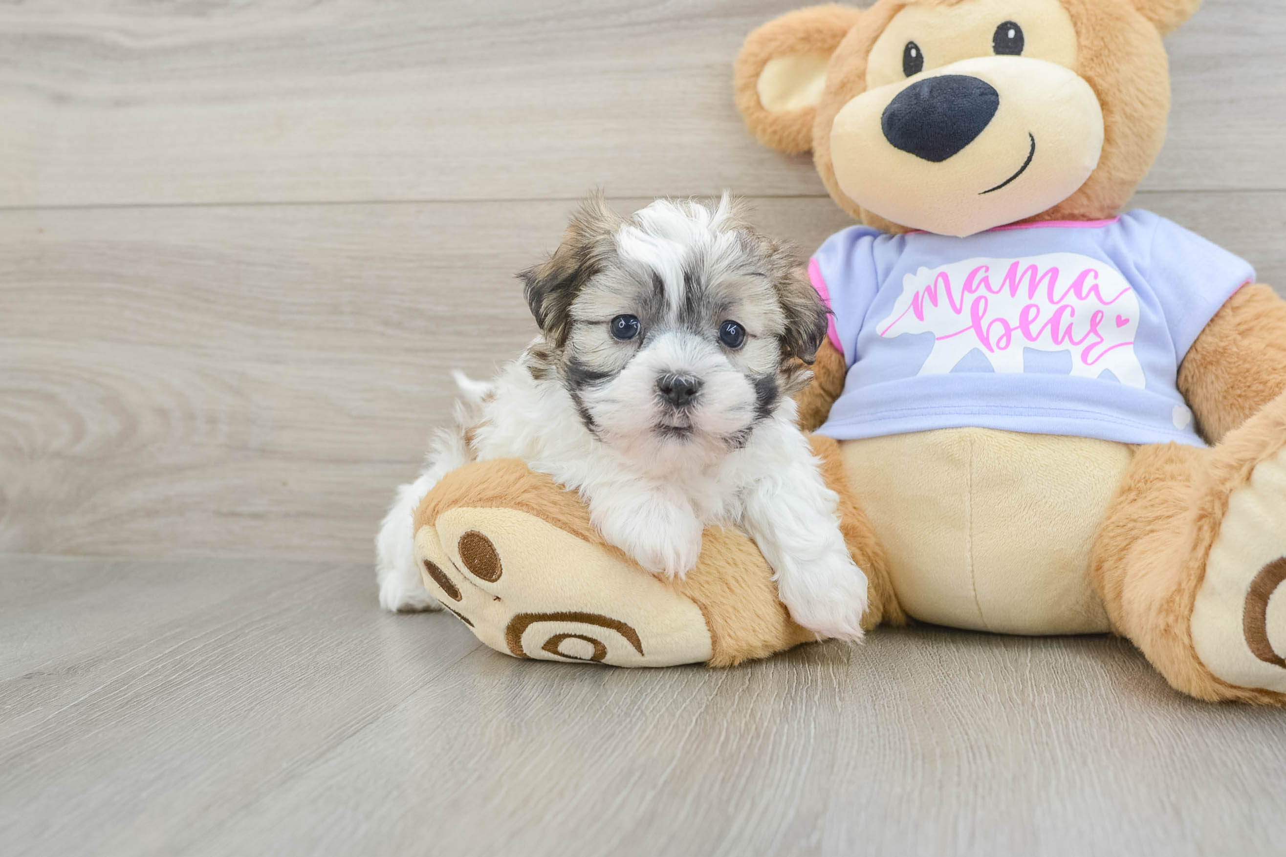 Teddy Bear Pup Being Cute