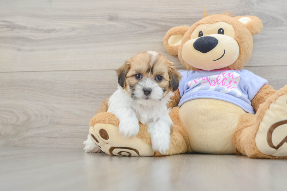 Friendly Teddy Bear Baby