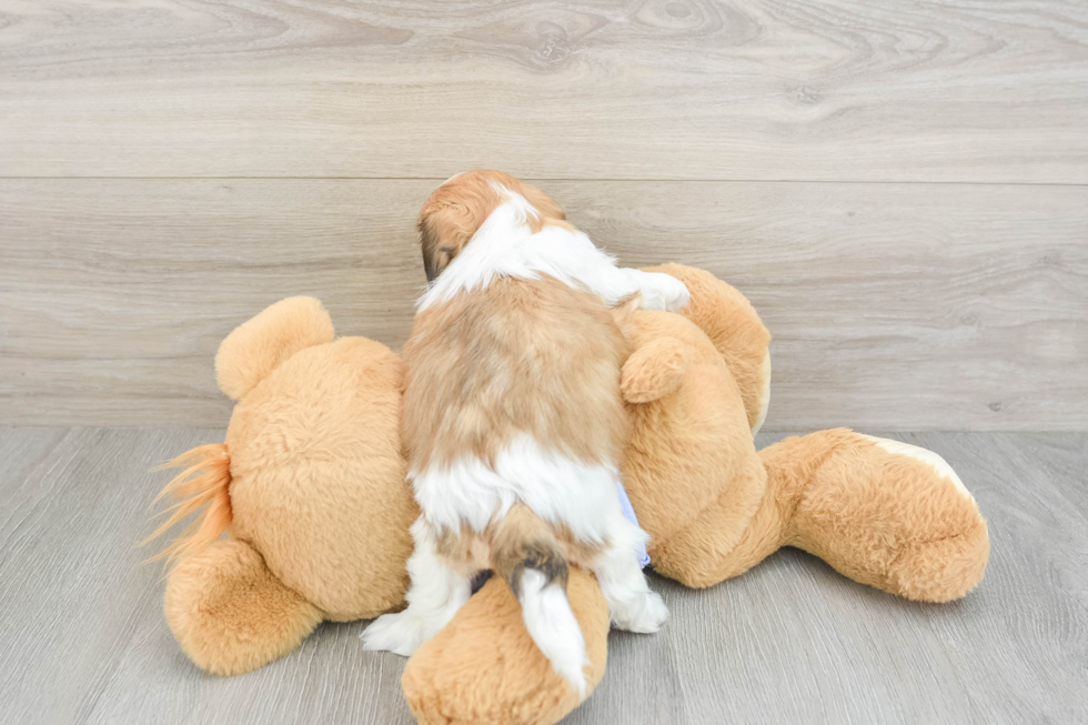 Funny Teddy Bear Designer Pup