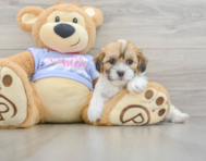6 week old Teddy Bear Puppy For Sale - Premier Pups