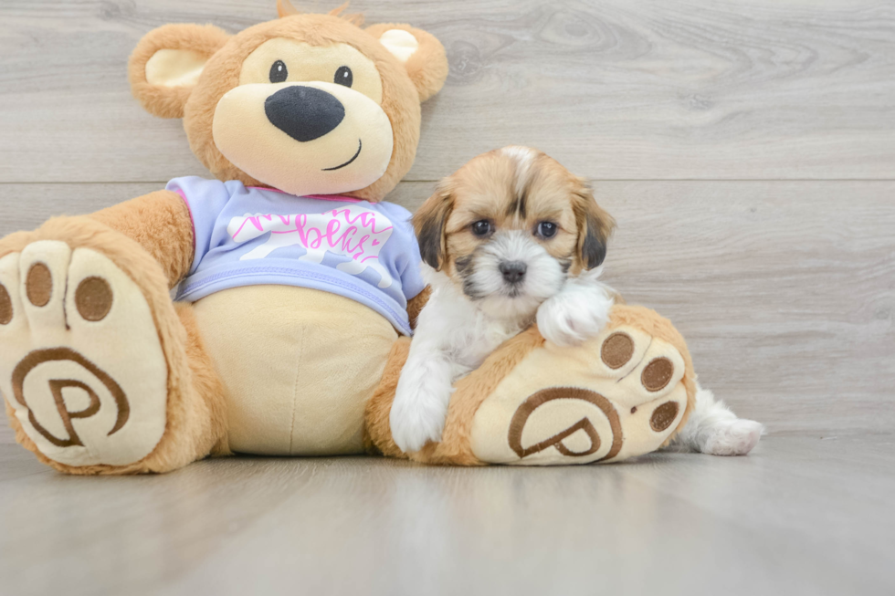 Best Teddy Bear Baby
