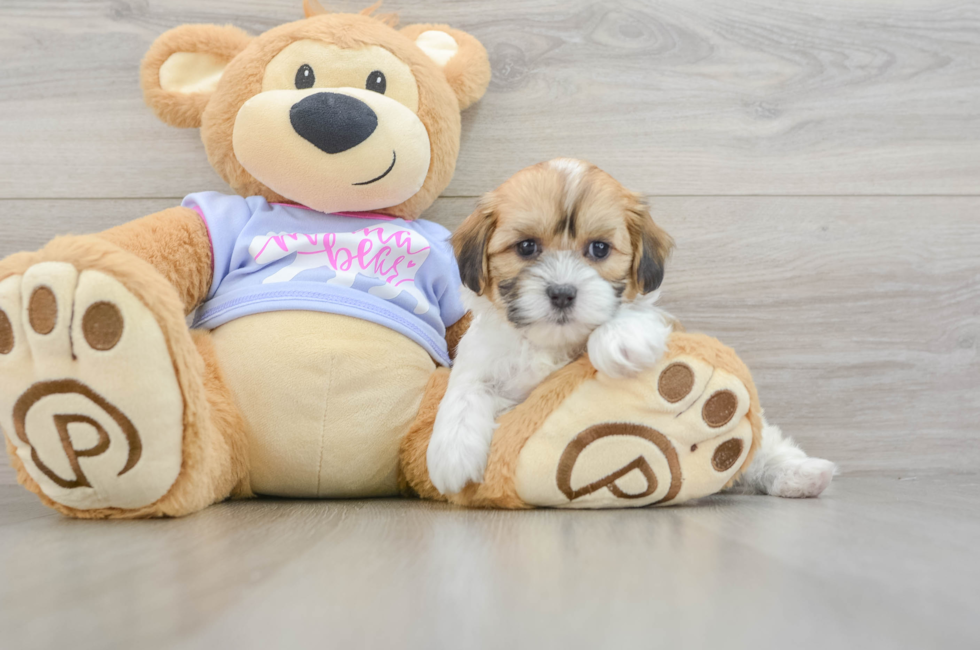 5 week old Teddy Bear Puppy For Sale - Premier Pups