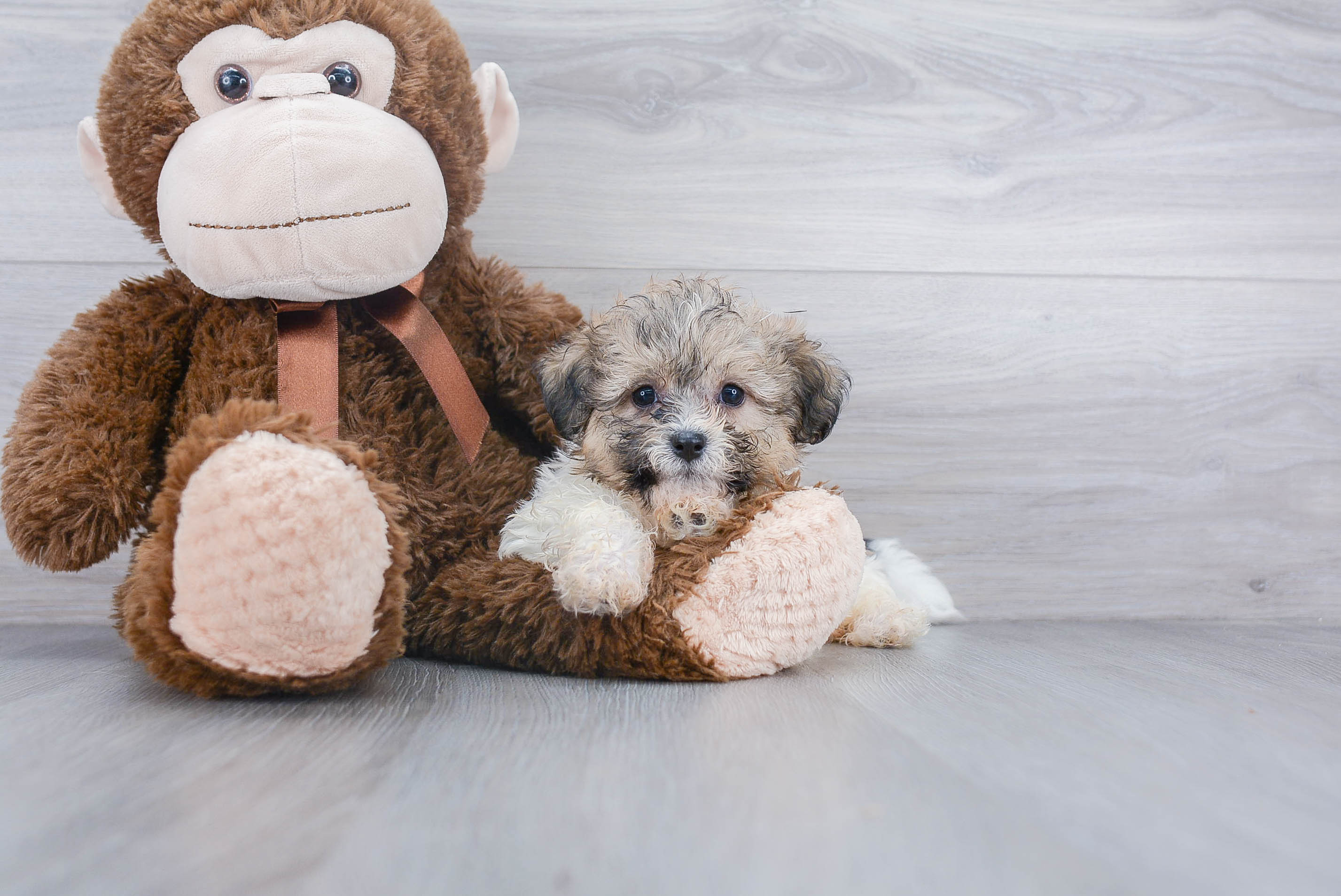 Teddy Bear Pup Being Cute