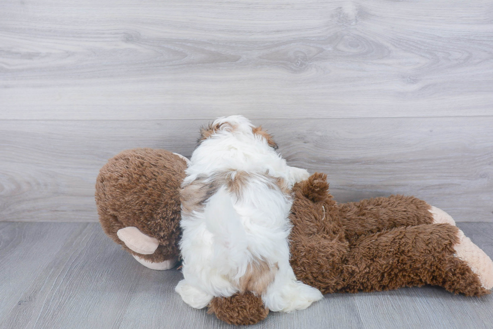 Teddy Bear Pup Being Cute