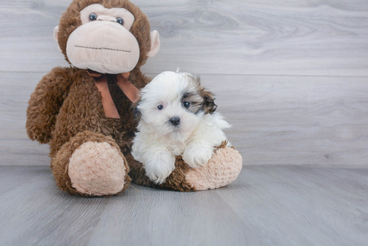 Fluffy Teddy Bear Designer Pup