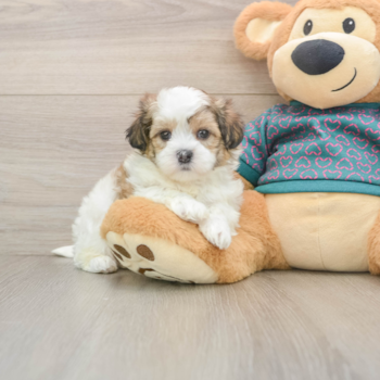 Best Teddy Bear Baby