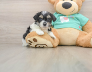 7 week old Teddy Bear Puppy For Sale - Premier Pups