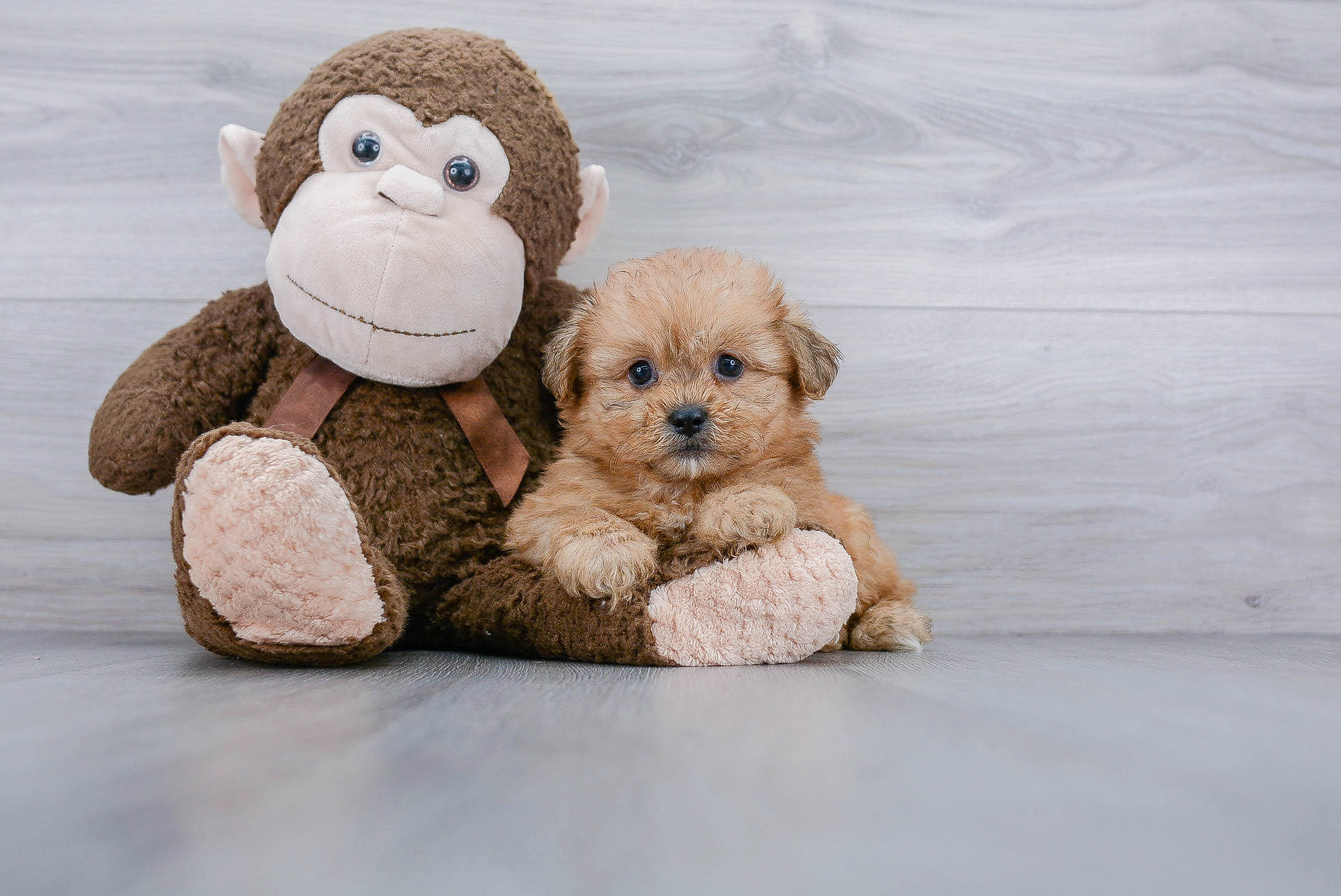 Best Teddy Bear Baby