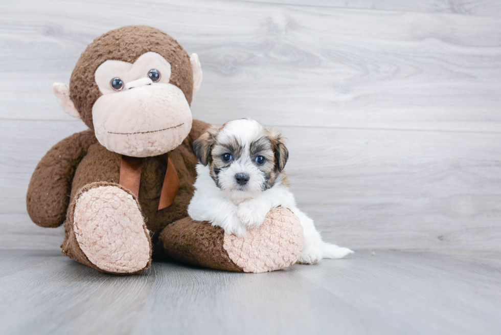 Teddy Bear Pup Being Cute