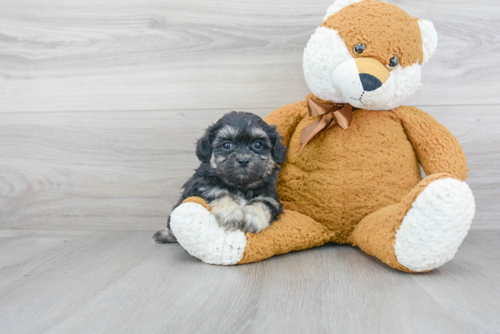 Fluffy Teddy Bear Designer Pup