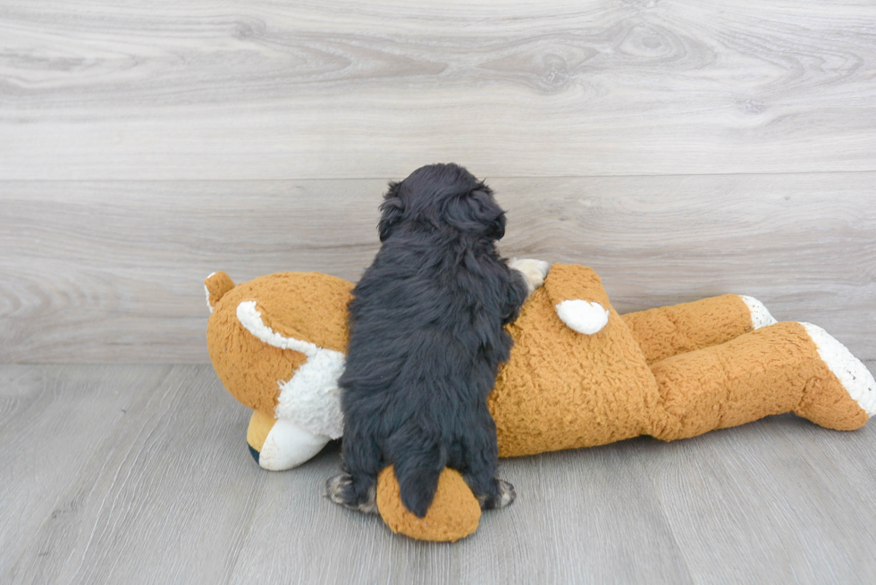 Playful Shichon Designer Puppy