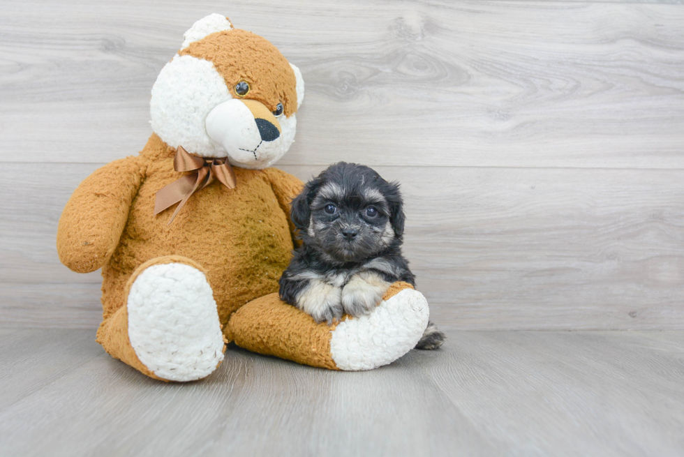 Teddy Bear Puppy for Adoption