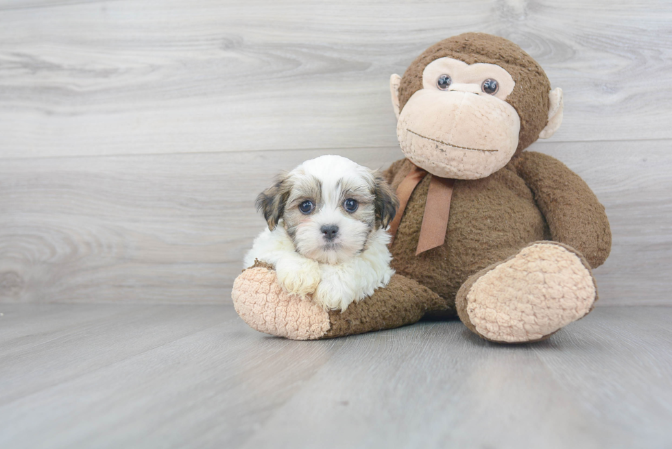 Teddy Bear Pup Being Cute