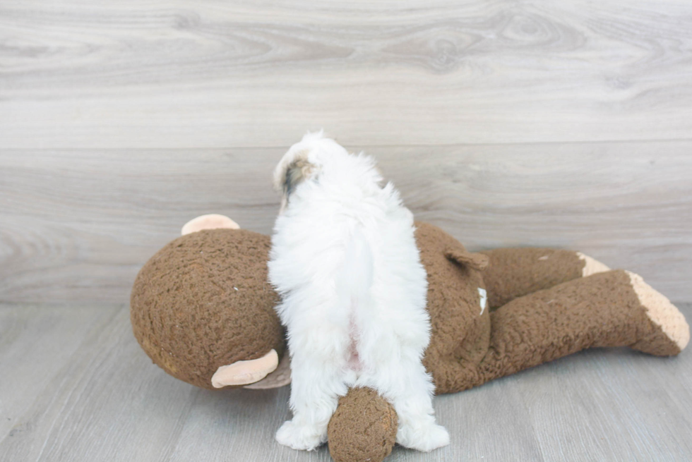 Little Shitzu Designer Puppy