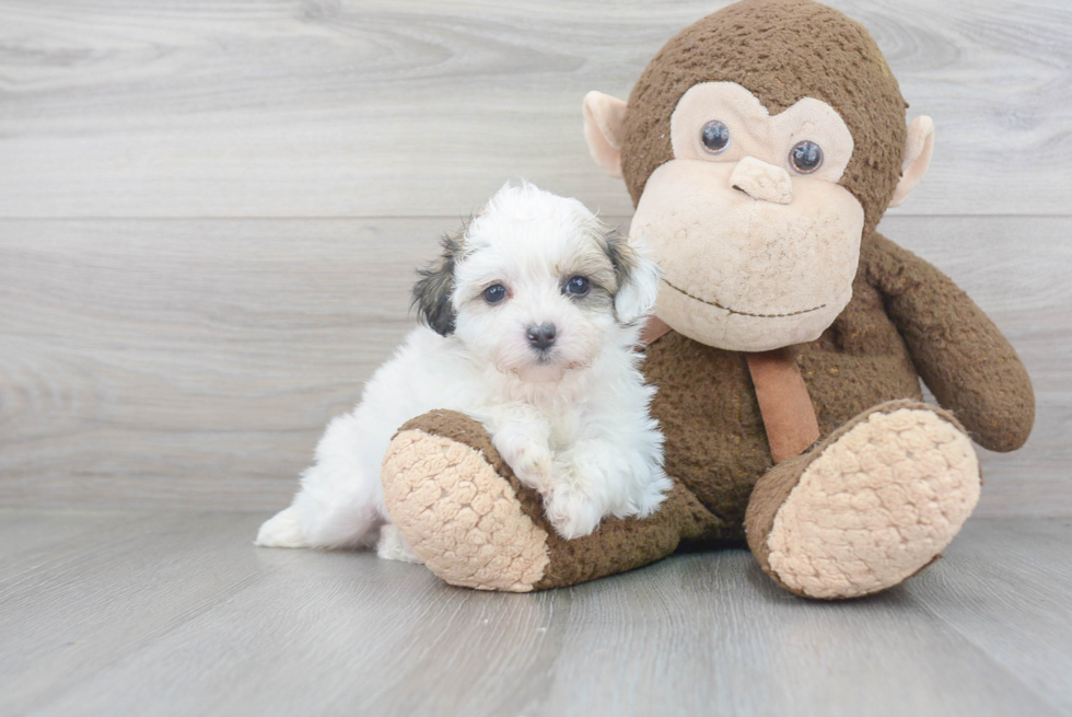 Teddy Bear Pup Being Cute
