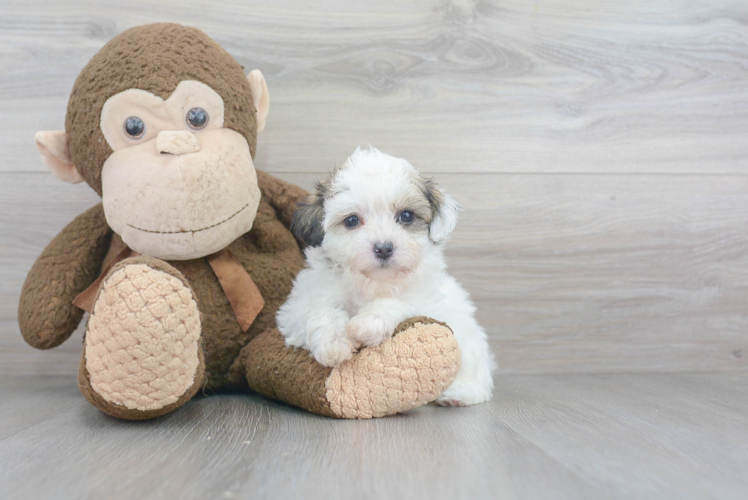 Teddy Bear Puppy for Adoption