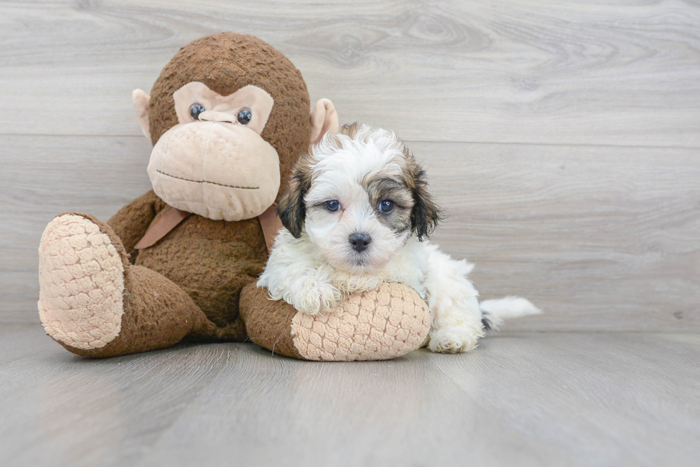 Smart Teddy Bear Designer Pup