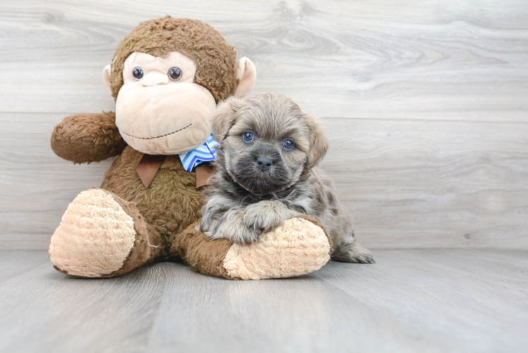 Teddy Bear Pup Being Cute