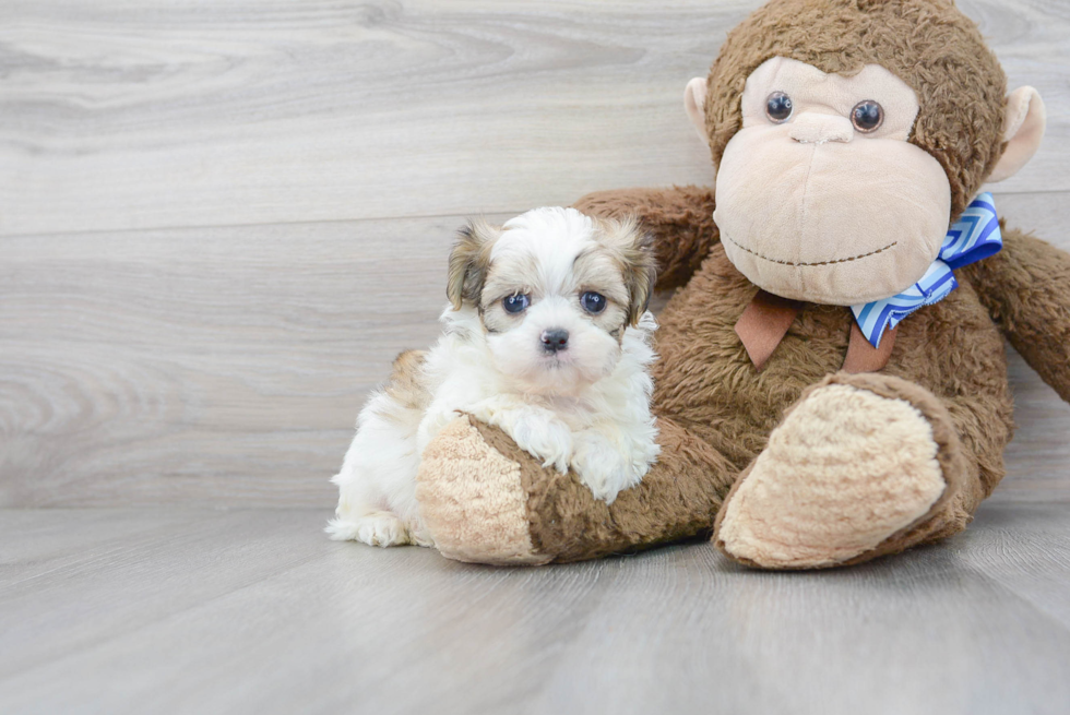 Fluffy Teddy Bear Designer Pup