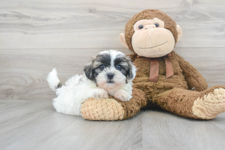 Popular Teddy Bear Designer Pup