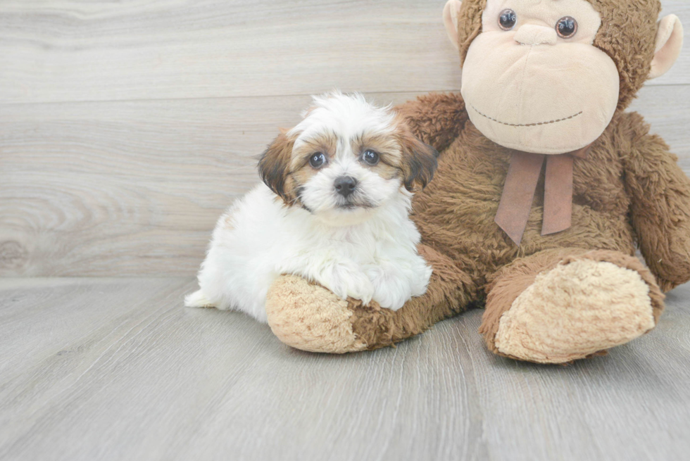 Fluffy Teddy Bear Designer Pup