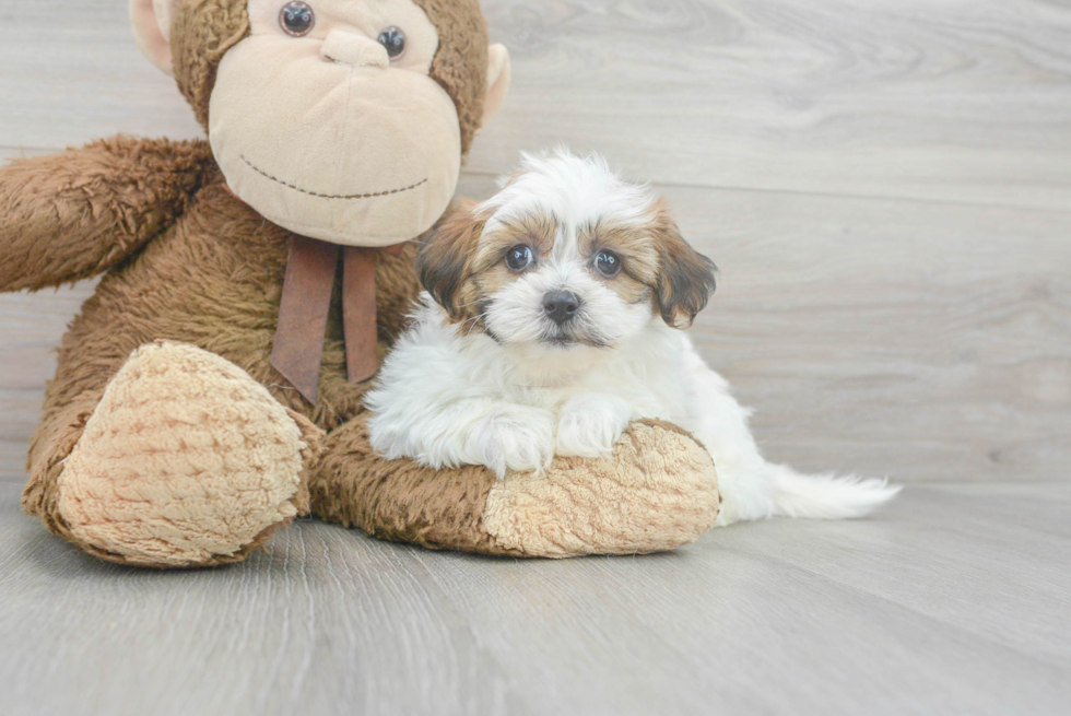 Friendly Teddy Bear Baby